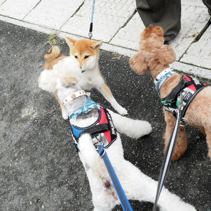 C328a6ea a8d0 4eda 9f1a 2f981bf69b4e 1537071838781