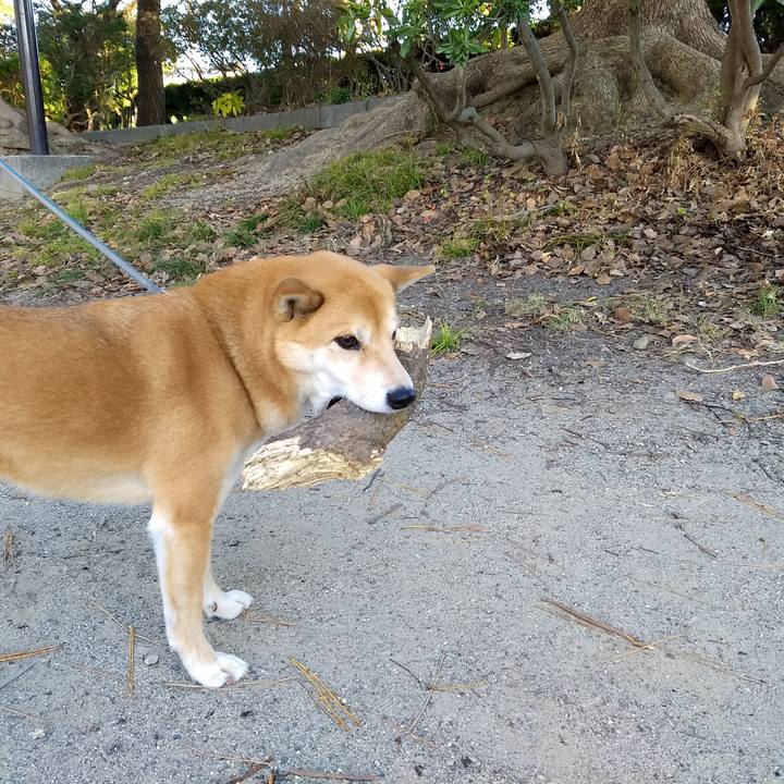 C328c2ae 7aa1 4f11 ae0c be99aecb6dc5 1513242575556