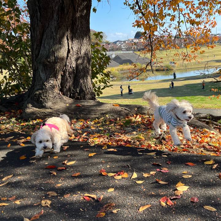 C329c939 4f85 4c62 b864 cb484a480e6b 1763356053281