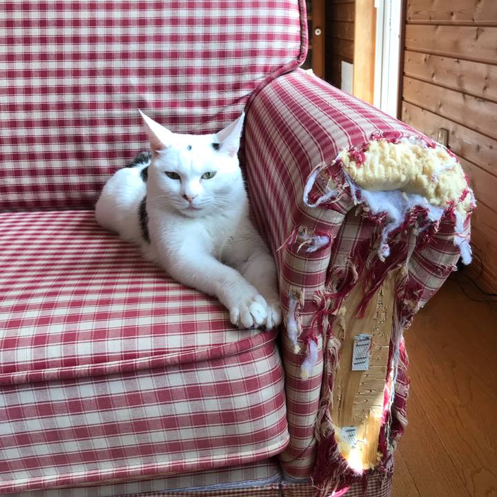 C329d911 4971 4d31 a68e 2fca23a18bef 1533692638915