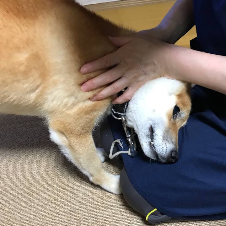 C32a46da 17e8 4b0d b562 2c16141c311a 1533772067313