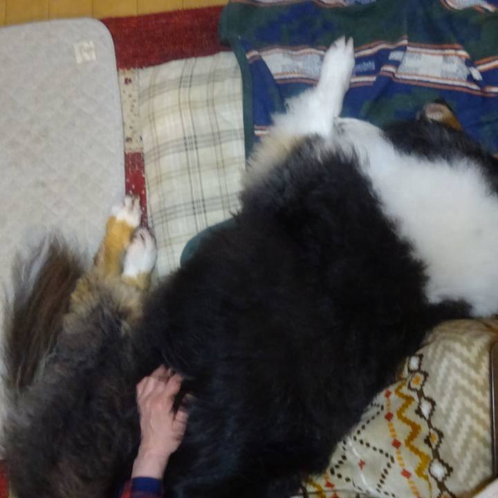 C32aef17 3b66 4650 b640 14de54e29a7d 1590067754967