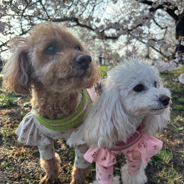 C32b74b5 69e2 4127 b826 15a880419442 1775001749538