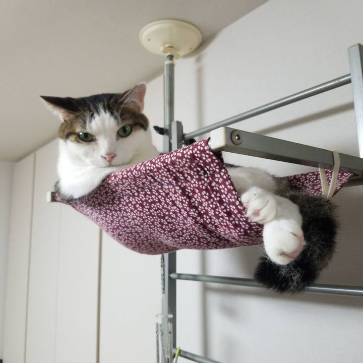 C32c23ad 2368 4573 af3d 87bcd63d4da7 1594903437728