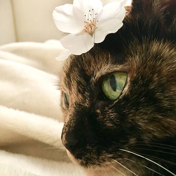 C32f55a8 1785 44bb a389 a64e2d6eb1c5 1522603834762