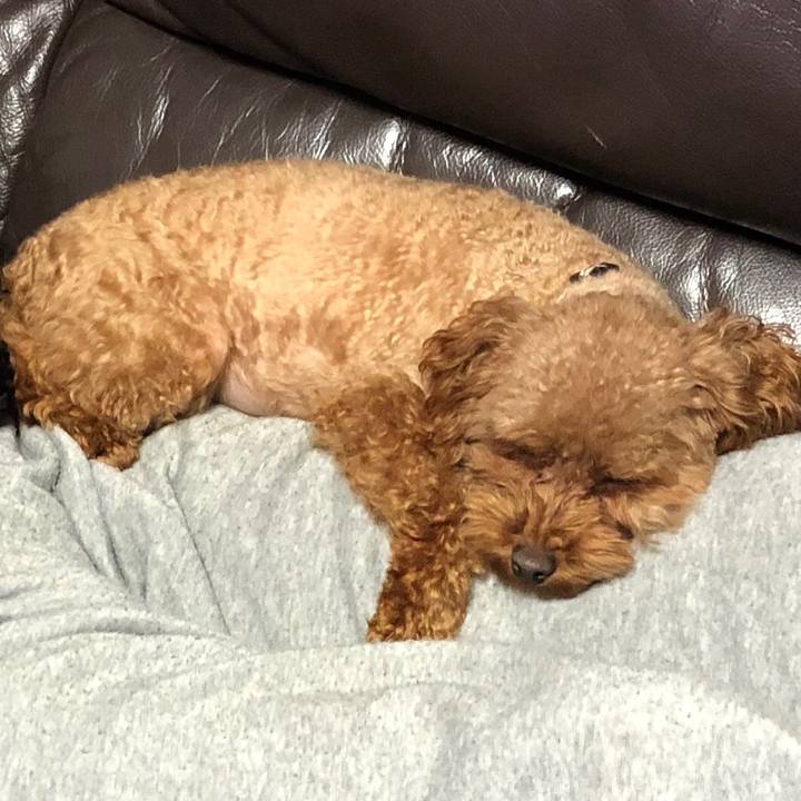 C32fc687 68a9 4530 bffb bbd0a6347761 1544534298955