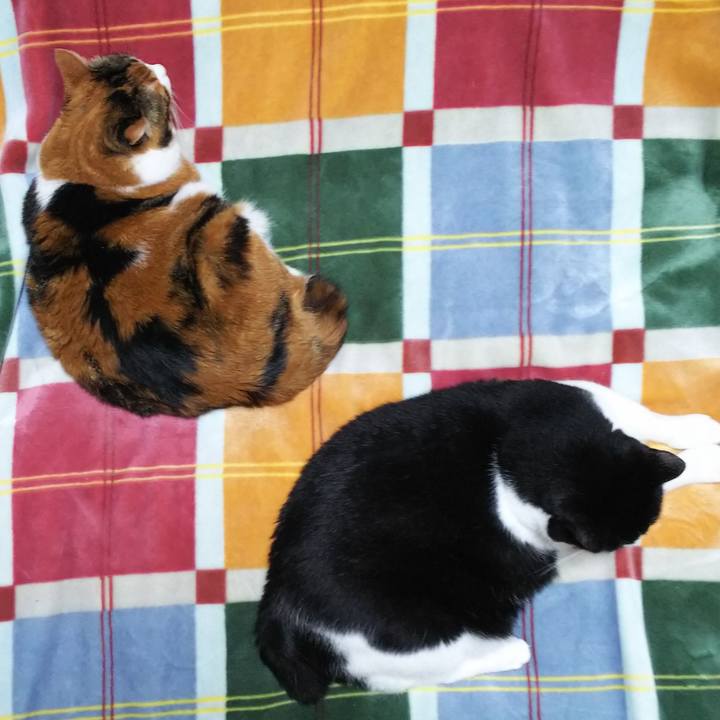 C3363372 95c4 430d 8693 9c2fa2a1c510 1550577037864