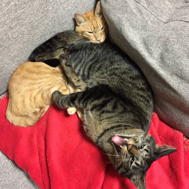 C336cbf0 32d7 48a7 b2e2 e41eade81142 1546735926905