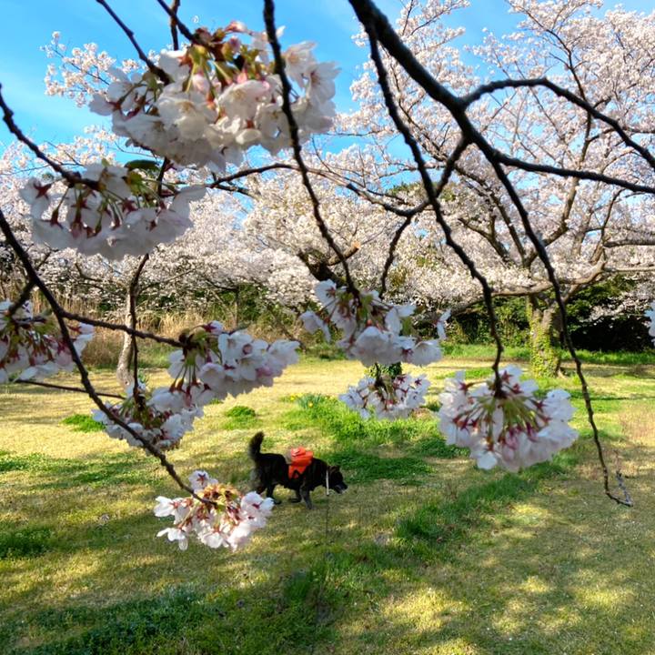 C338b85e 5d4e 469e 99f5 2cfa96a7e7a2 1586653683834