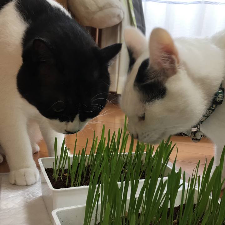 C33a2335 40db 454e aad5 44bd058326f5 1537000015041