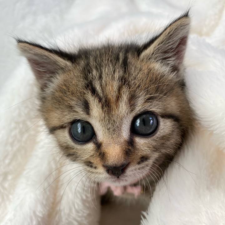 C33a3a3b 7df3 446a 9b05 e8df15f25f30 1636946046217