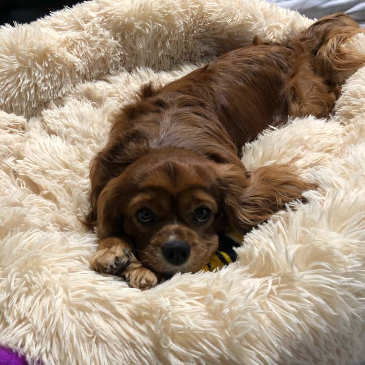 C33be749 a1f5 4b4b ae47 8c99211d7a52 1614291758386