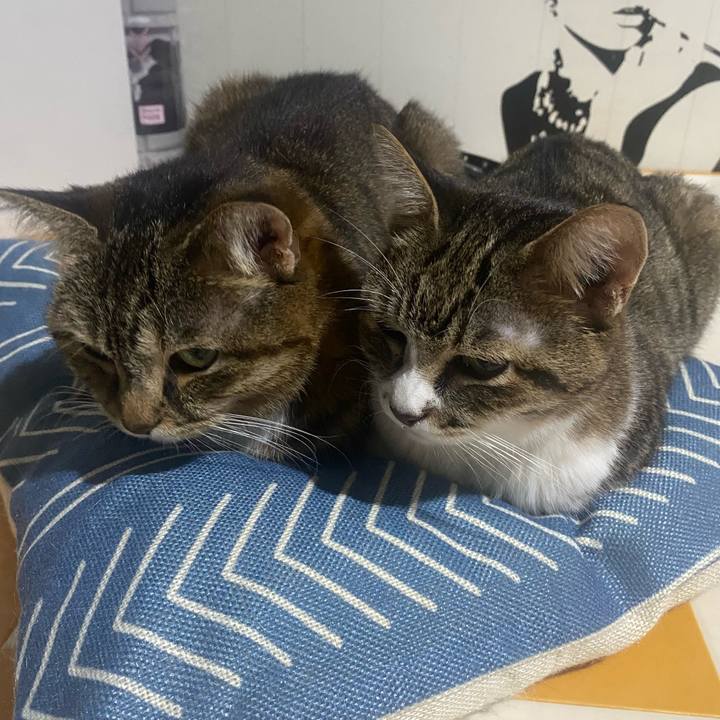 C33ed784 1f53 48e2 a78b e0ba568f60ef 1728921956598