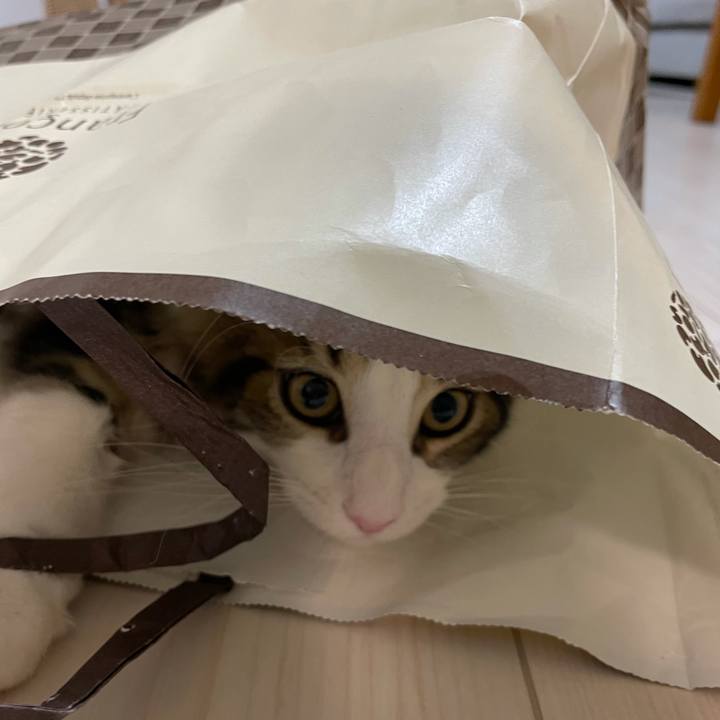 C33fe5e6 a9fb 4166 b65c 31641d8e8a91 1633377347104