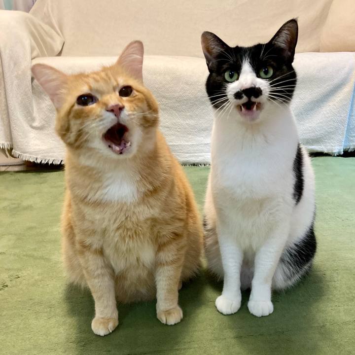 C33ff640 4830 4f4d 8a62 96bfe2056f93 1769254111289