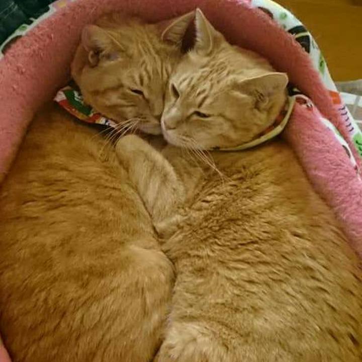 C342ca84 0e95 4537 9ac3 bb323ccb5e82 1524524190975