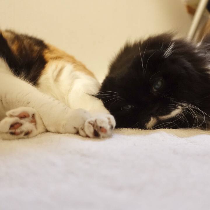 C342cb5a 12ed 448b 8a59 f23679a322d3 1555858999213