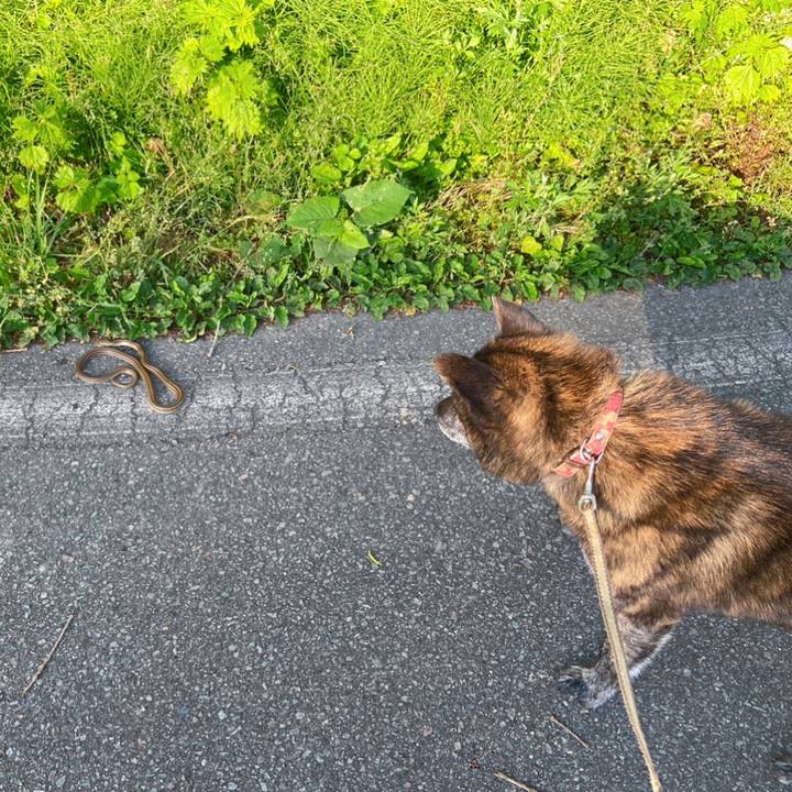 C344e9c5 288c 4046 ba21 282626ef8bfd 1589408656661