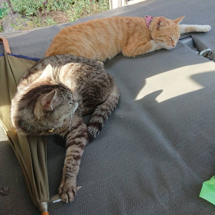 C3462a2a 034e 4e11 abd4 d69d07c29ff4 1559203587504