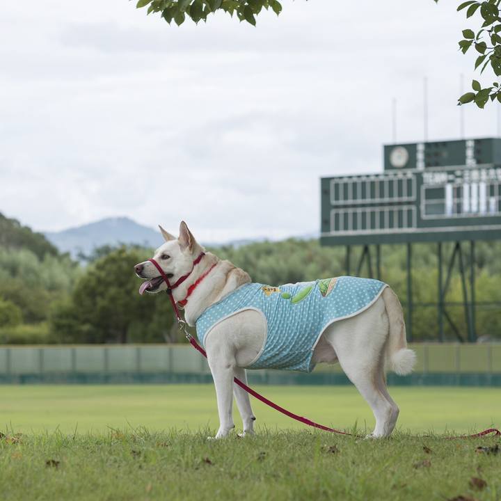 C3462b61 5944 436c a01f 21ae837b0b3e 1534460470334