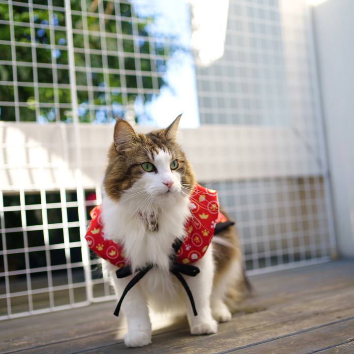 C346a457 5775 4a73 9d45 02c6c739fca8 1672547671782