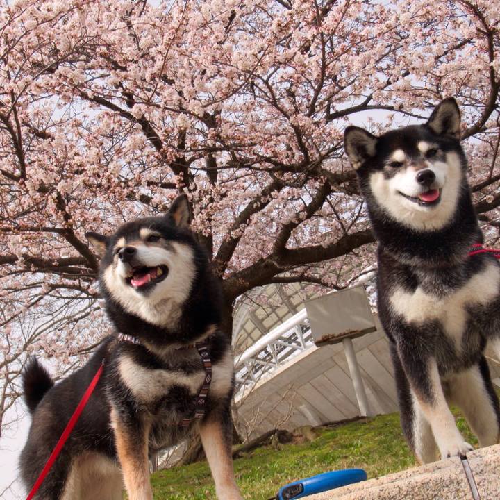 C347a630 5b56 49af bac2 49a48545895d 1617072305538