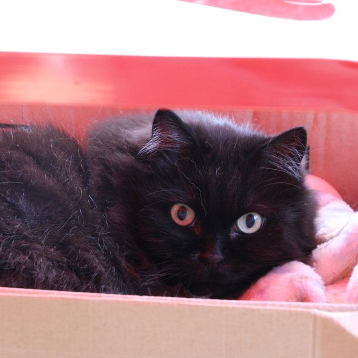 C34acf14 c8c9 4a76 ac16 0d0fc824aae8 1522485119413