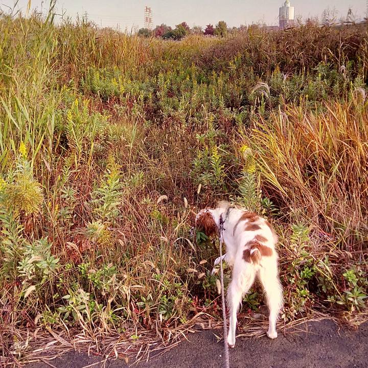 C34c035a 8aa7 4250 88a3 7bdaf8fde361 1510747415766