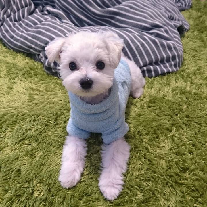 C34c409a 8317 4b5b 8b19 29697e4b9851 1512891382704