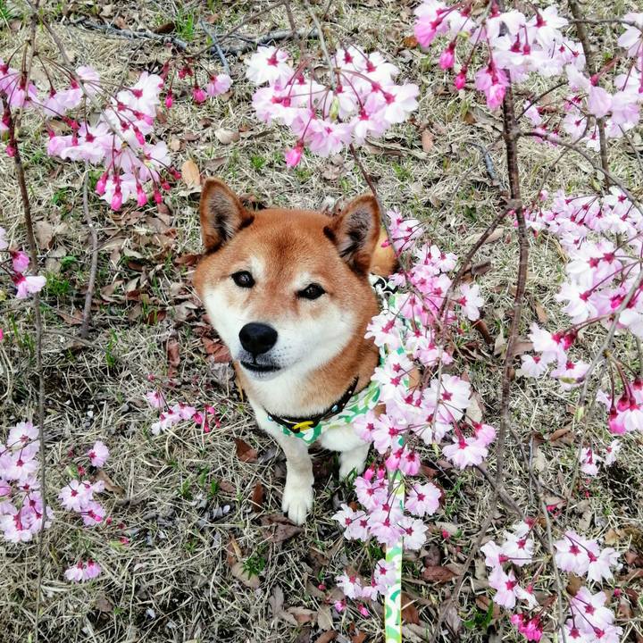 C34d2b4f 8c23 4eac 8784 77249360bb9e 1617086124531