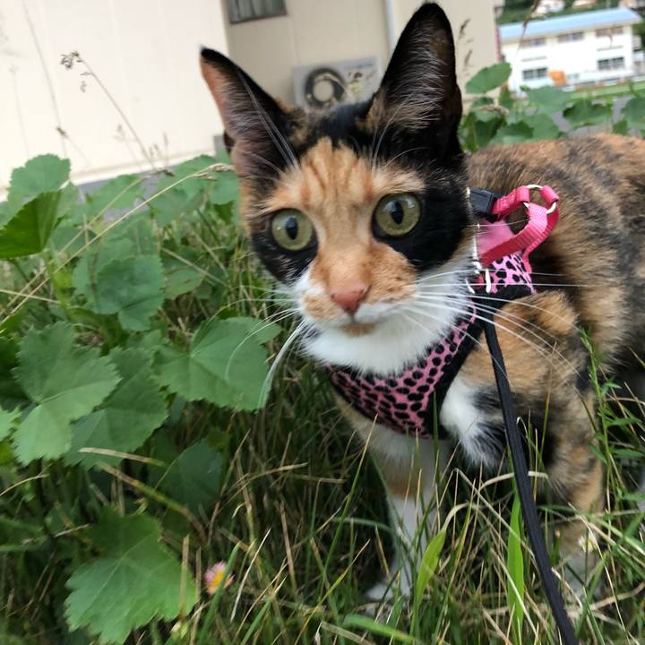 C34d5e2e 7e2c 4a03 8c19 e737d5b770b1 1531227055966