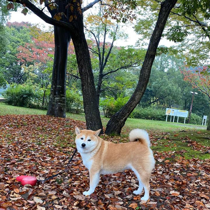 C352dc75 035e 4c75 bcc7 cd45160e941e 1604401704456