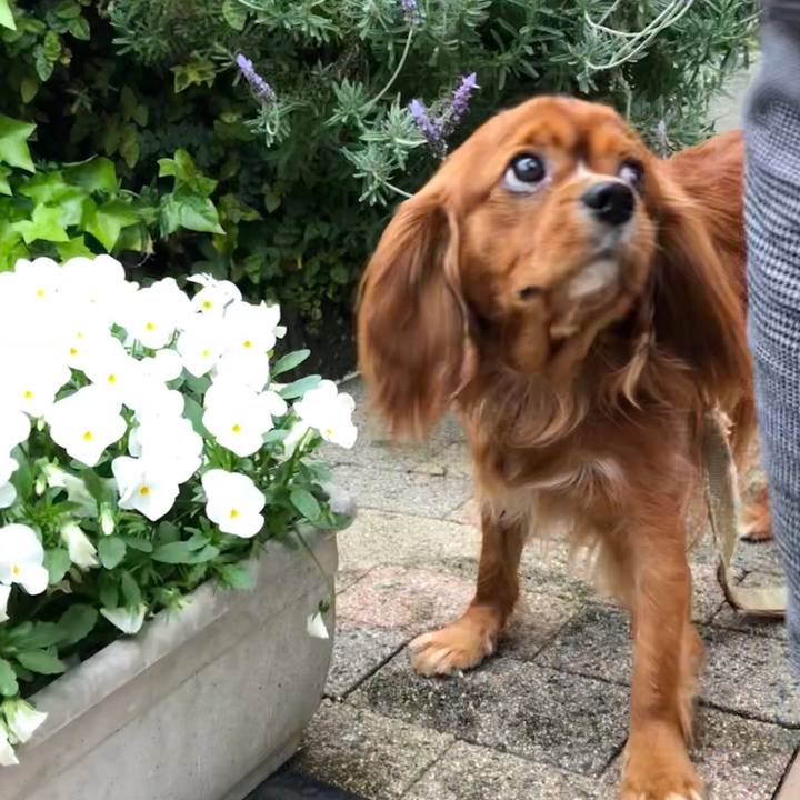 C353b15e dd6a 430a b5f7 5e63637b6034 1556720684620