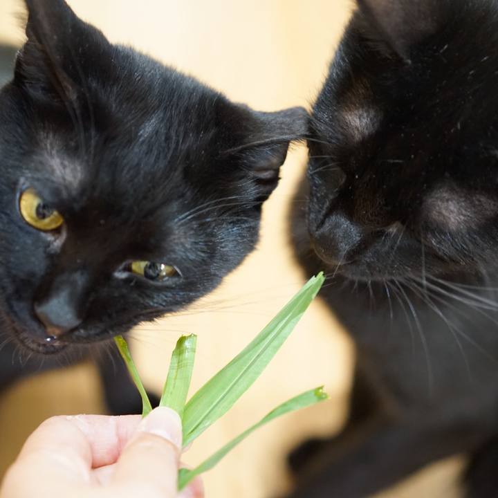 C3540ce5 a10a 4367 87a0 80fdecc59868 1555457541746