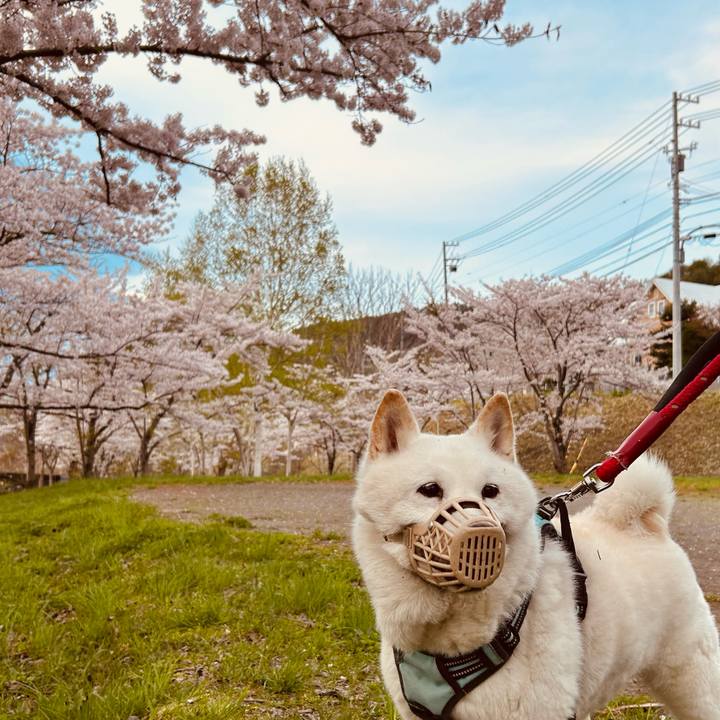 C354c5d6 391a 406b a585 85473647365e 1746481850949