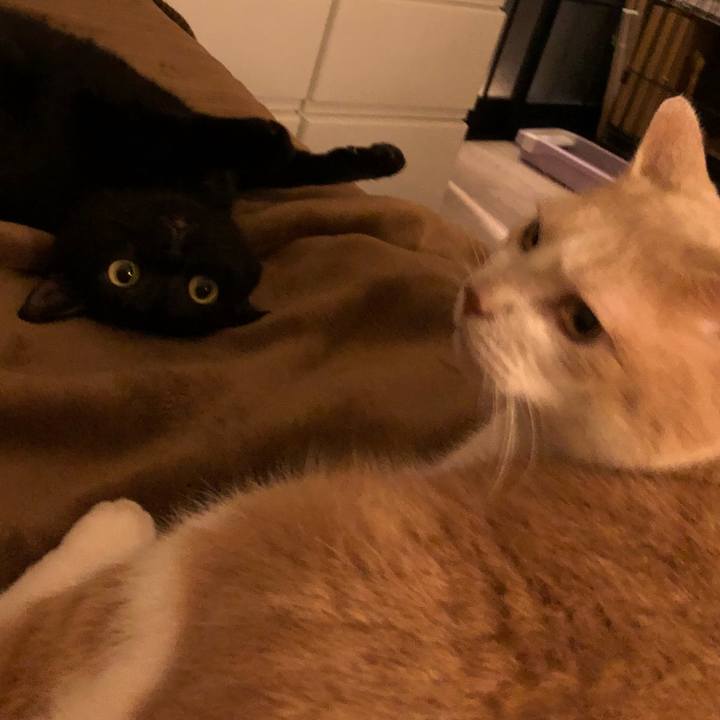 C3559a43 627f 4900 9338 375e92d170b1 1541131103905