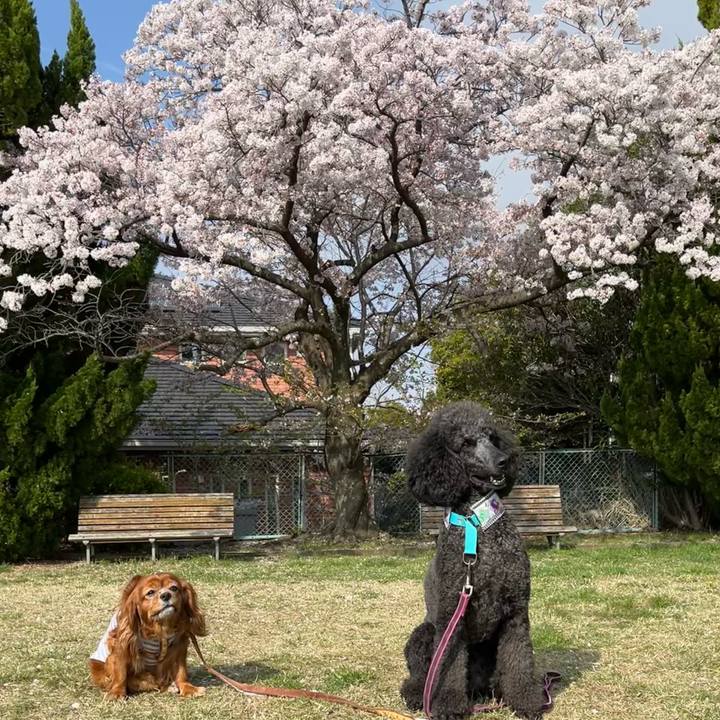 C356732e 4c8f 4b8f bb78 a68346c28b46 1680395233695