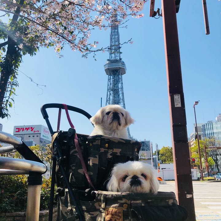 C35dadc6 c50b 4e9f 91e3 11d6e92efdc9 1586074850898