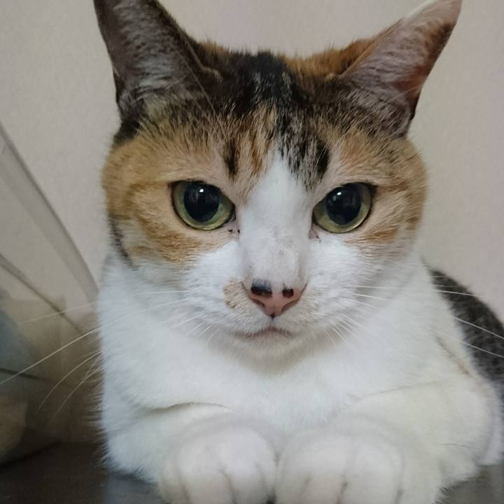 C35dd366 1d9f 46a2 ba9d 39c71faf1873 1539606653916