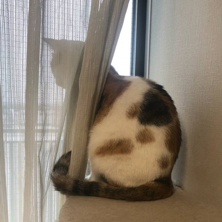 C35de95a a03f 4b36 946e 16bdf2fa0a74 1588748447532