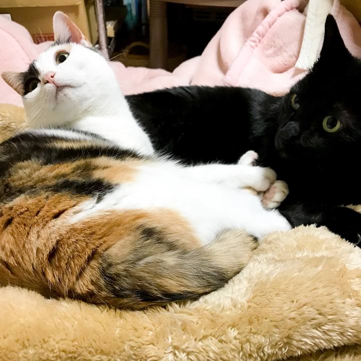 C35e65d4 00a2 427a 9942 4e3d45c7a821 1520434574666