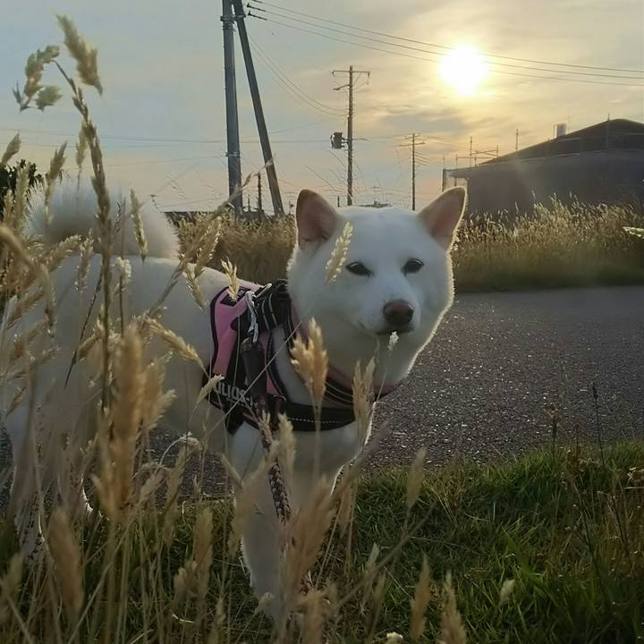 C366667c b1c7 4194 a3da bbe5f63ae863 1529317249705