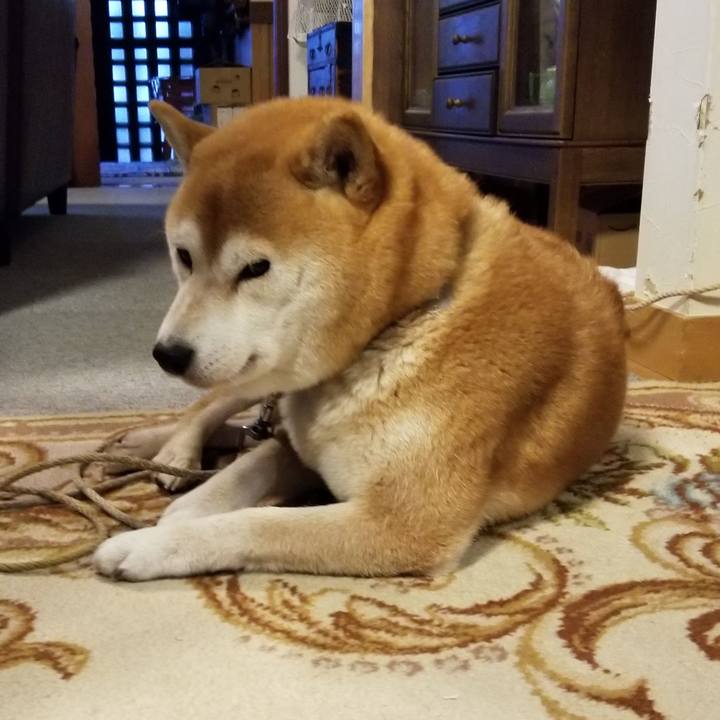 C366c9b7 1493 4e72 bfa2 db14d8a6fba6 1574287610503