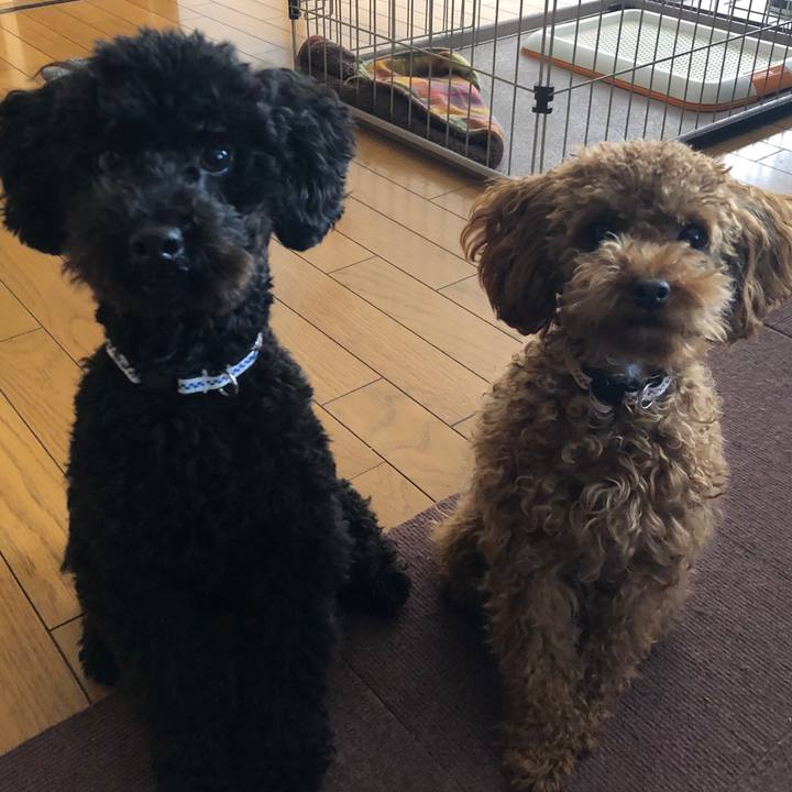 C3682baa f3f3 4dab b62c fada99f6df37 1514255626780