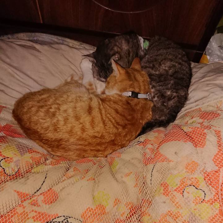 C36a976f 33cd 4532 828c 52910c8af060 1587228996288