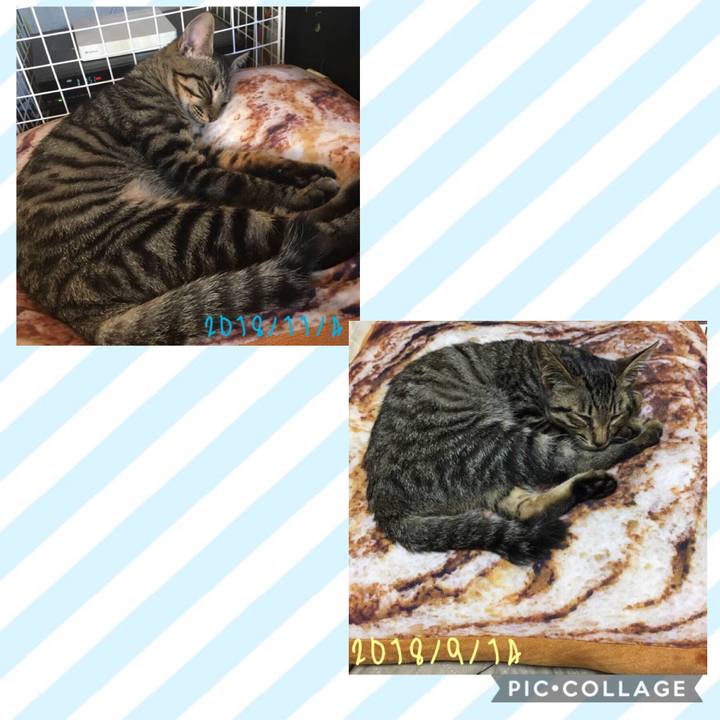 C36c963a b578 46f4 abe3 1f89e4edd19e 1541832299804