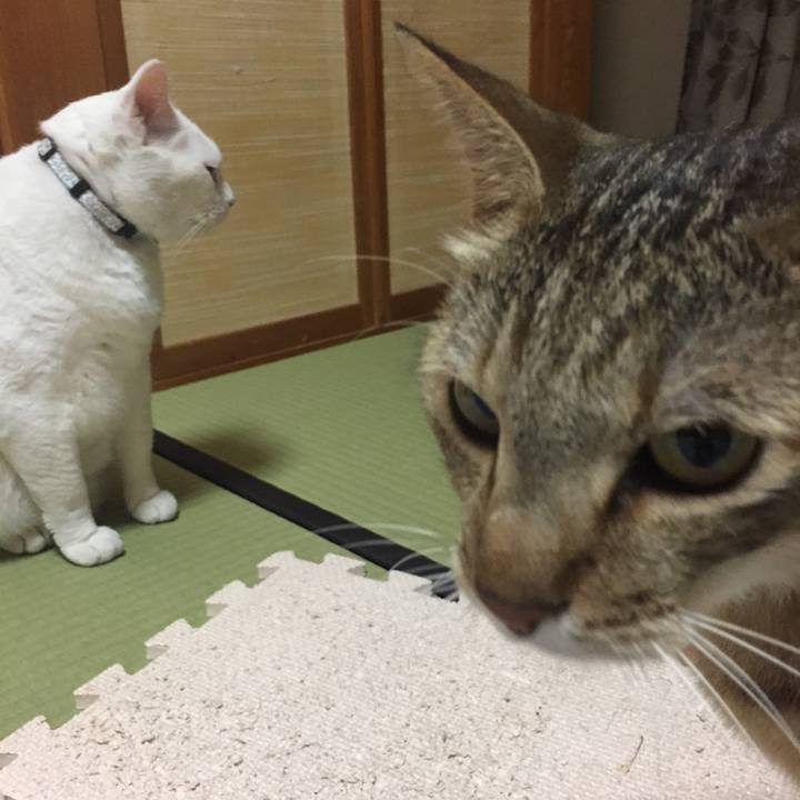 C371bf68 446f 4cad 94f3 acf9a00c015e 1533336143265