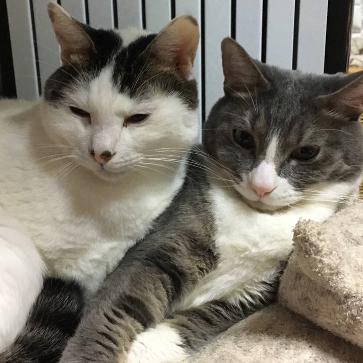 C3751799 539e 4471 8424 c75e6c53643e 1514372394037