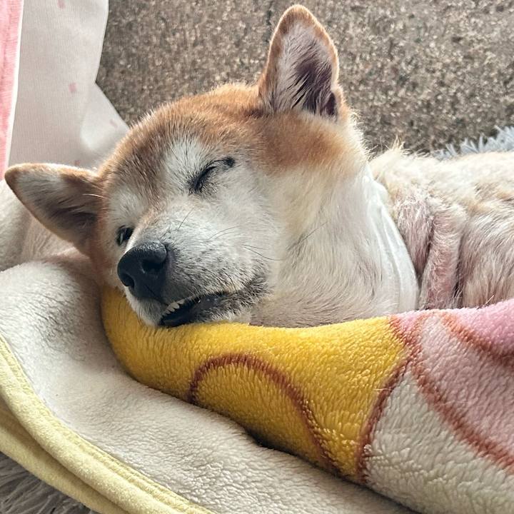 C3797c39 4bb8 47e0 aaa0 16dcf3a04f28 1762761661568