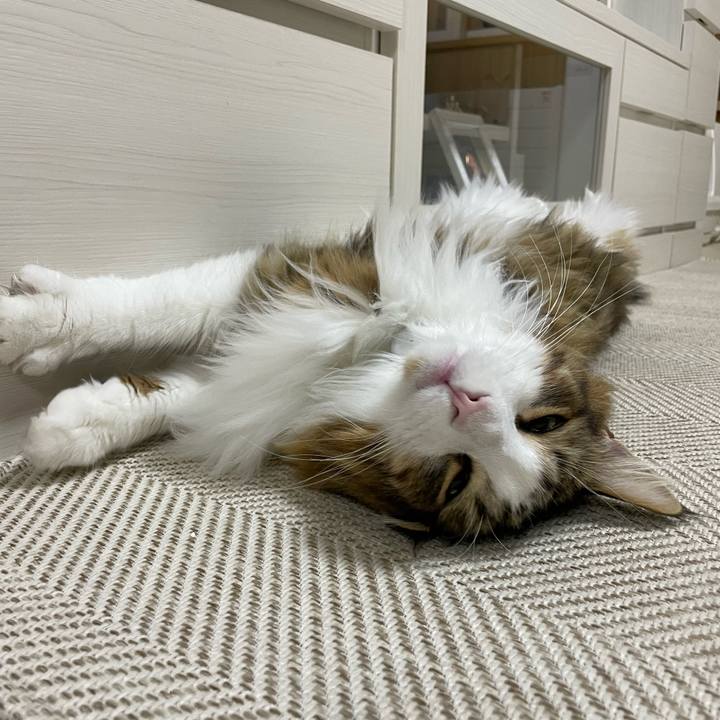 C37dceff 792a 4958 ac92 edf48fe96b1b 1669412031246